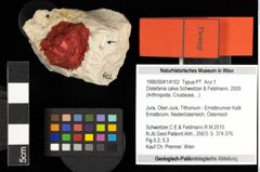 Foto (Objekt + Etiketten) von Distefania calva (Schweitzer & Feldmann, 2009)